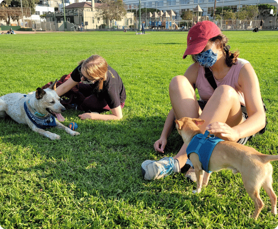 Team members in the park with dogs